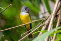 Grey-headed Canary-flycatcher Culicicapa ceylonensis calochrysea