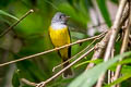 Grey-headed Canary-flycatcher Culicicapa ceylonensis calochrysea