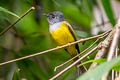 Grey-headed Canary-flycatcher Culicicapa ceylonensis calochrysea