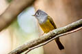 Grey-headed Canary-flycatcher Culicicapa ceylonensis calochrysea