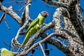 Grey-headed Parakeet Psittacula finschii