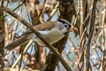 Grey-headed Parrotbill Paradoxornis gularis transfluvialis