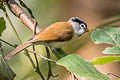 Grey-headed Parrotbill Paradoxornis gularis transfluvialis