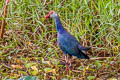 Grey-headed Swamphen Porphyrio poliocephalus poliocephalus