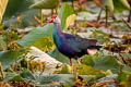 Grey-headed Swamphen Porphyrio poliocephalus poliocephalus