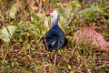 Grey-headed Swamphen Porphyrio poliocephalus poliocephalus