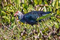 Grey-headed Swamphen Porphyrio poliocephalus poliocephalus