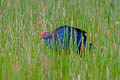 Grey-headed Swamphen Porphyrio poliocephalus ssp.