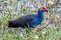 Indochinese Swamphen Porphyrio poliocephalus viridis