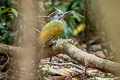 Grey-headed Woodpecker Picus canus hessei 