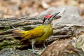 Grey-headed Woodpecker Picus canus hessei 