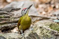 Grey-headed Woodpecker Picus canus hessei 