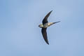 Grey-rumped Treeswift Hemiprocne longipennis harterti