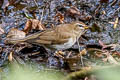 Grey-sided Thrush Turdus feae (Feae's Thrush)