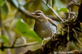 Grey-sided Thrush Turdus feae (Feae's Thrush)