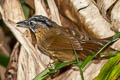 Grey-throated Babbler Stachyris nigriceps spadix 