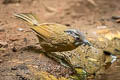 Grey-throated Babbler Stachyris nigriceps yunnanensis