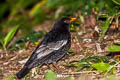 Grey-winged Blackbird Turdus boulboul