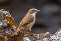 Grey Bush Chat Saxicola ferreus ferreus