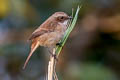 Grey Bush Chat Saxicola ferreus ferreus