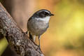 Grey Bush Chat Saxicola ferreus ferreus