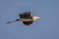 Grey Heron Ardea cinerea jouyi