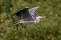 Grey Heron Ardea cinerea jouyi