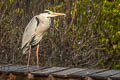 Grey Heron Ardea cinerea jouyi