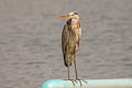 Grey Heron Ardea cinerea jouyi