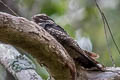 Grey Nightjar Caprimulgus jotaka hazarae