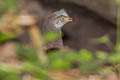 Grey Peacock-Pheasant Polyplectron bicalcaratum bicalcaratum