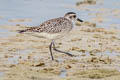 Grey Plover Pluvialis squatarola squatarola (Black-bellied Plover)