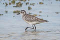 Grey Plover Pluvialis squatarola squatarola (Black-bellied Plover)