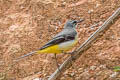 Grey Wagtail Motacilla cinerea cinerea