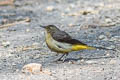 Grey Wagtail Motacilla cinerea cinerea