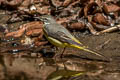 Grey Wagtail Motacilla cinerea cinerea