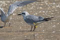 Gull-billed Tern Gelochelidon nilotica addenda