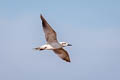 Gull-billed Tern Gelochelidon nilotica addenda