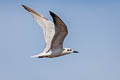 Gull-billed Tern Gelochelidon nilotica addenda