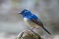 Hainan Blue Flycatcher Cyornis hainanus hainanus