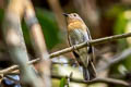 Hainan Blue Flycatcher Cyornis hainanus hainanus