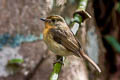 Hainan Blue Flycatcher Cyornis hainanus klossi