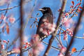 Hair-crested Drongo Dicrurus hottentottus hottentottus