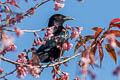 Hair-crested Drongo Dicrurus hottentottus hottentottus