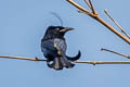 Hair-crested Drongo Dicrurus hottentottus hottentottus