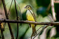 Hairy-backed Bulbul Tricholestes criniger criniger