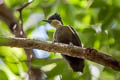 Heart-spotted Woodpecker Hemicircus canente