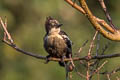 Heart-spotted Woodpecker Hemicircus canente