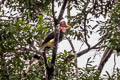 Helmeted Hornbill Rhinoplax vigil