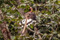 Helmeted Hornbill Rhinoplax vigil